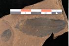 Foto (Detailsansicht) von Quercus palaeoilex Ettingshausen (NHMW-GEO-2024-0188-0895)